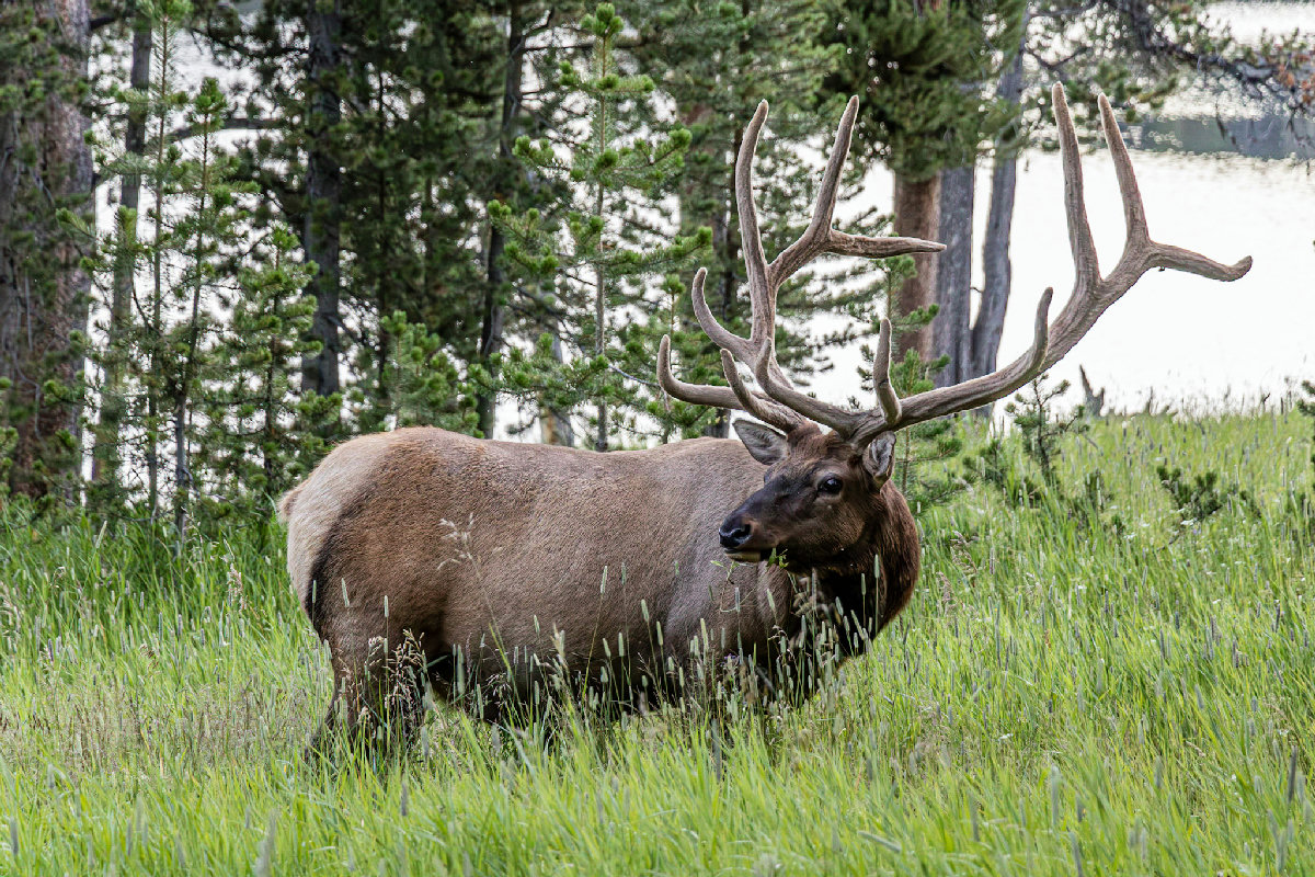 A large bull elk stands calmly in tall green meadow grass, its massive antlers rising dramatically above its head. Dense lodgepole pines and a glimpse of still water frame the background in soft, overcast light.