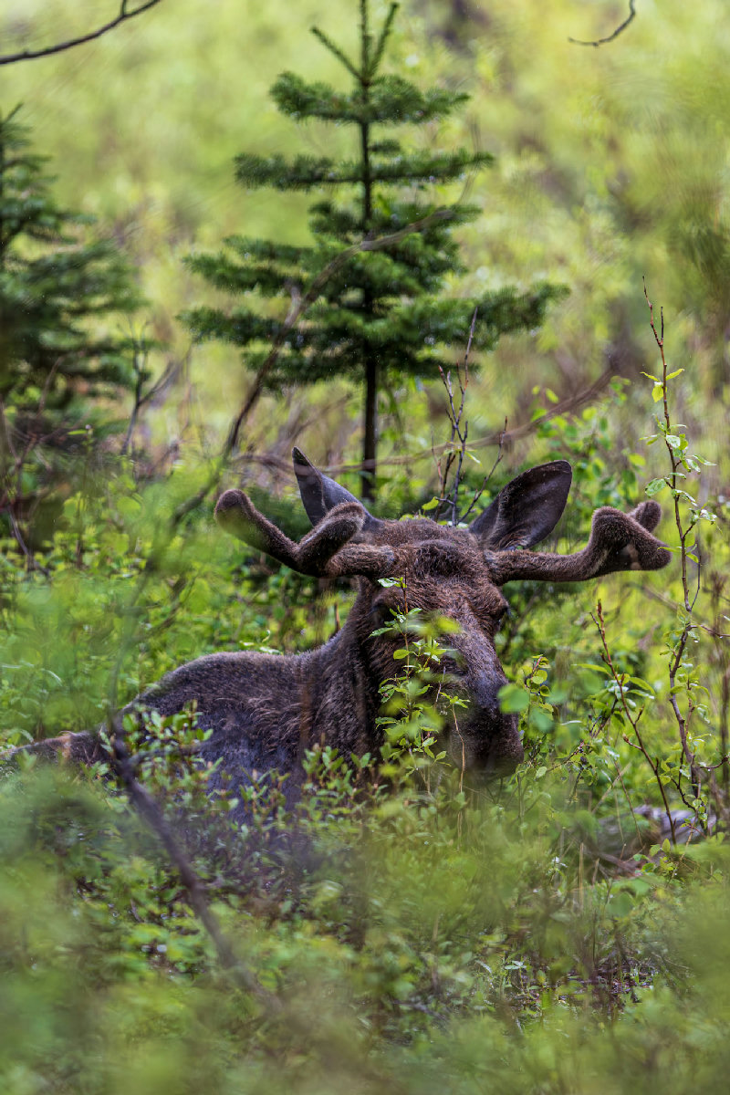A bull moose with velvet-covered antlers rests bedded down in dense green summer brush and willows, nearly hidden by the surrounding vegetation. A small spruce tree rises in the soft-focus background amid lush foliage.