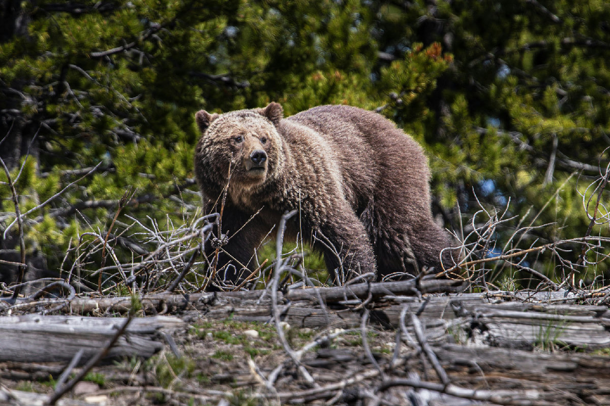 A large adult grizzly bear moves through a tangle of fallen logs and bare branches in a coniferous forest, its grizzled brown coat and distinctive shoulder hump clearly visible. The bear pauses to look directly toward the camera, alert and powerful against a backdrop of dark green pine trees.