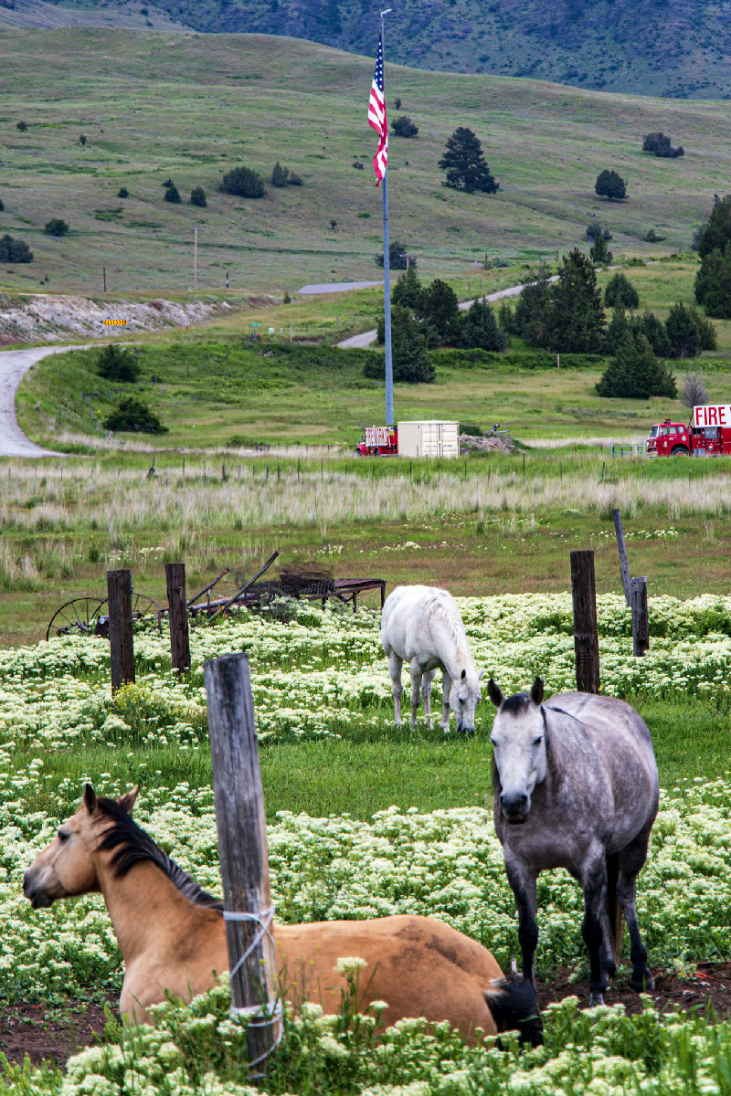 Three horses rest and graze in a lush pasture blanketed with white wildflowers — a buckskin lies in the foreground, a dapple gray stands alert, and a white horse grazes beyond a weathered fence. An American flag rises above rolling green hills in the background.
