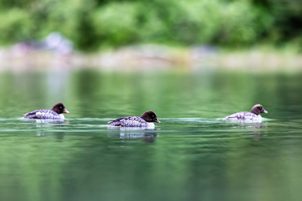 Three juvenile goldeneye ducks with chocolate-brown heads, yellow eyes, and scaled dark-and-white plumage swim in a loose line across calm, green-tinted mountain lake water. Lush green riparian vegetation is softly blurred in the background, and the still surface mirrors the birds in muted tones.