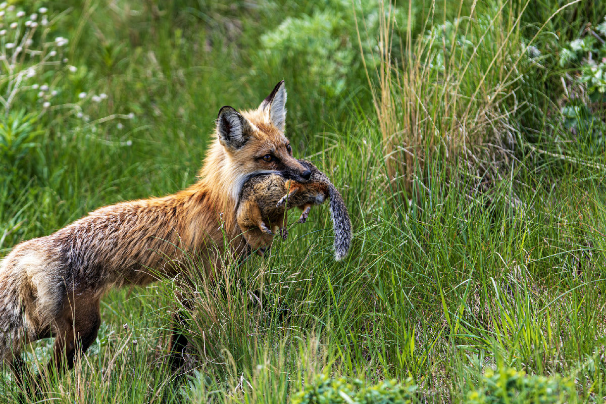 A red fox stands alert in lush green meadow grass, carrying a small prey animal — likely a vole or young cottontail — firmly in its jaws. The fox's warm orange-and-rust coat contrasts sharply against the bright green summer vegetation, and its amber eye catches the light as it pauses mid-stride.