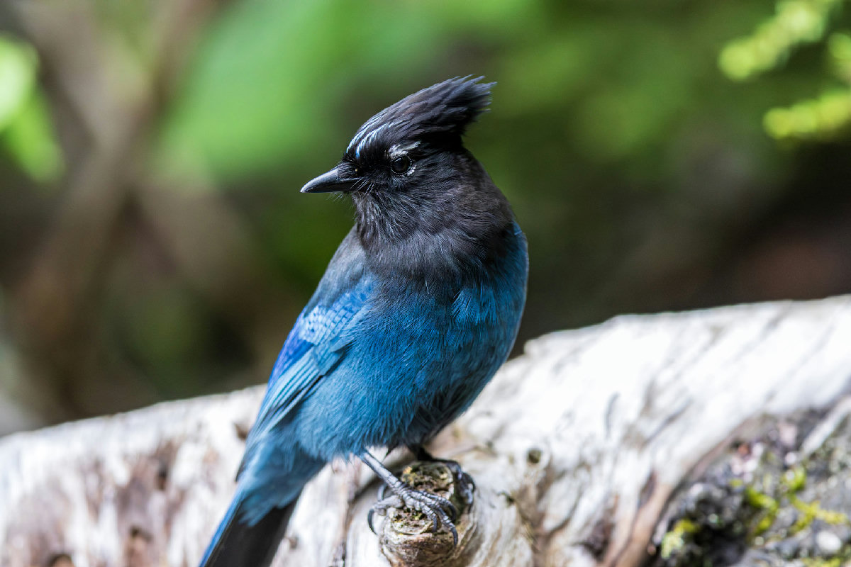 A Steller's Jay perches on a weathered log in a forest setting, its iridescent deep-blue body and wings contrasting sharply with its black crested head. Diffuse natural light illuminates the bird's detailed feathers against a soft bokeh of green foliage.