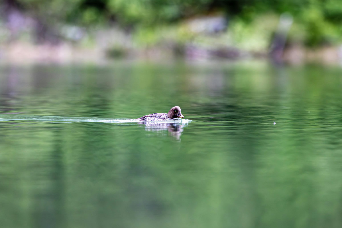 A small, fluffy goldeneye duckling floats alone on glassy, green-reflecting water, its dark mottled back and round tawny head perfectly mirrored in the calm surface, with softly blurred green foliage filling the background.