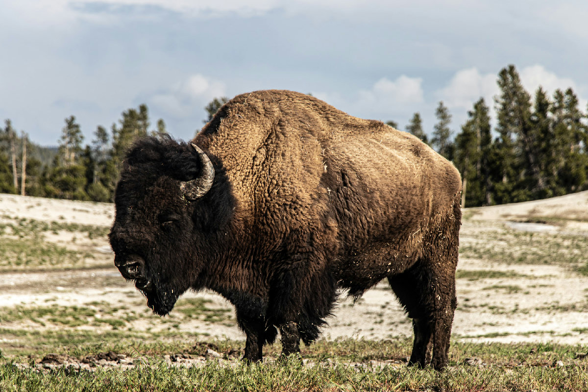 A massive bull American bison stands in profile on the pale, mineral-encrusted flats of a Yellowstone geyser basin, its characteristic hump and curved horns prominent against a backdrop of lodgepole pines and an overcast sky. The bison's thick, shaggy brown coat shows seasonal shedding, with sparse green grass visible at its feet.